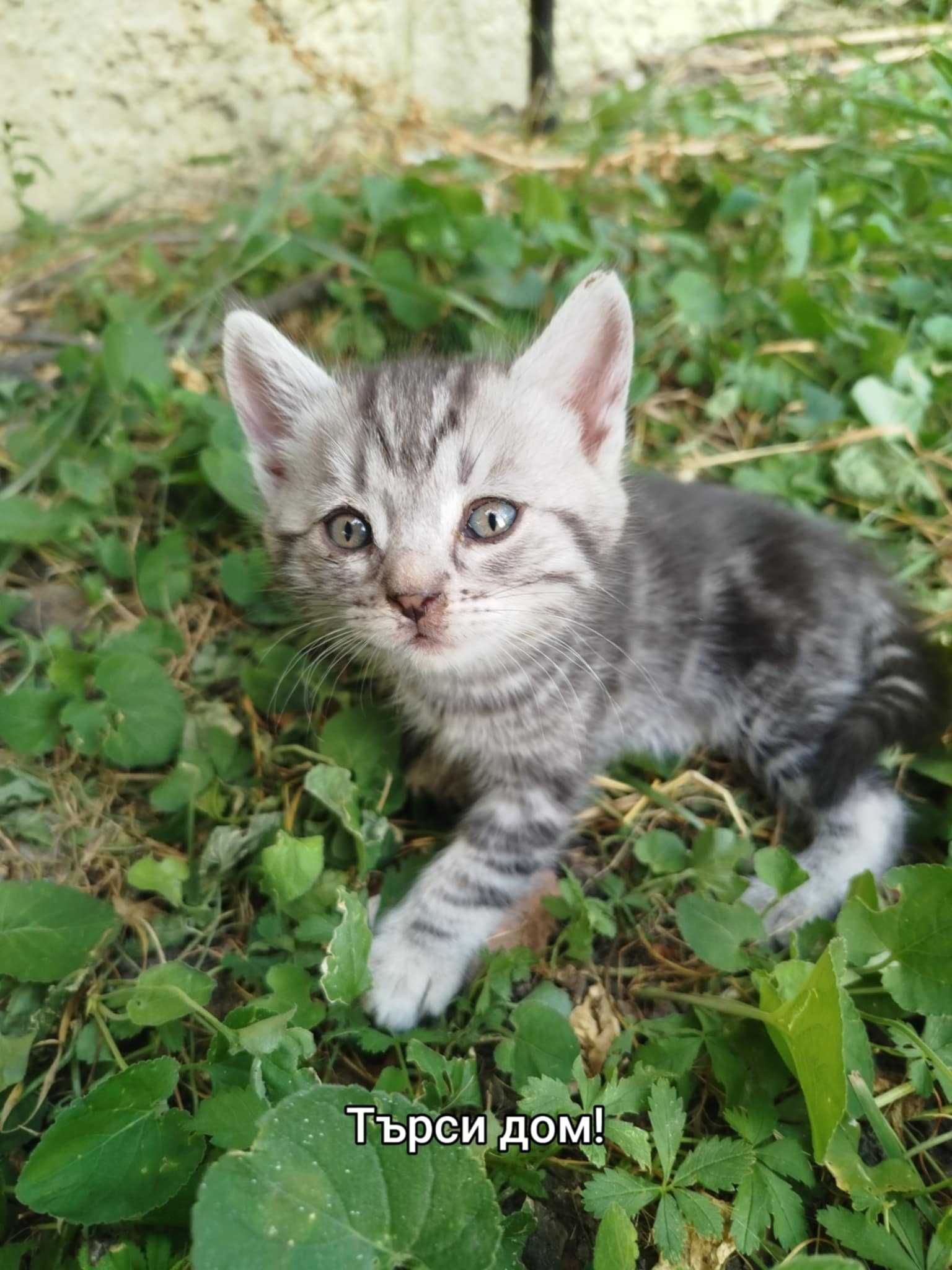 Сладки котета търсят дом!