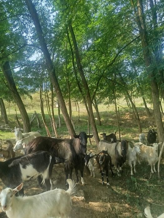 Disponibil 25 bucăți