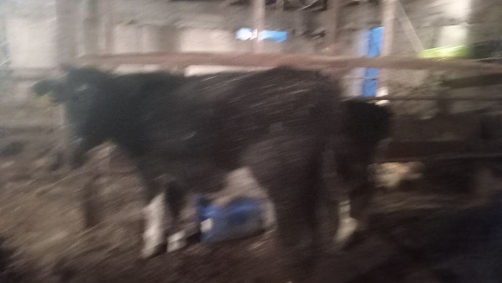 Букалар бычкииииии