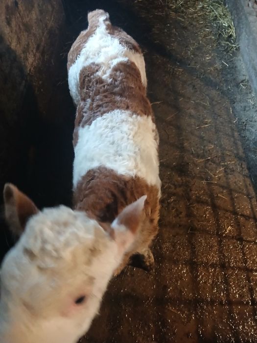 Vând vițea de rasă .