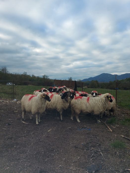 Vand 12 oi si 2 miori