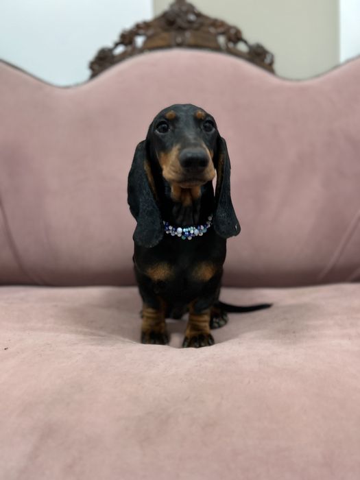 Mascul teckel cu Pedigree FCI