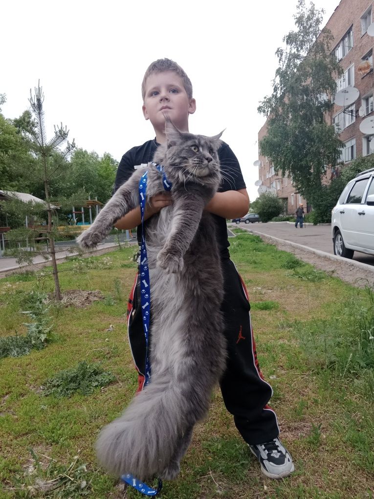 Кот Мейн-кун на вязку