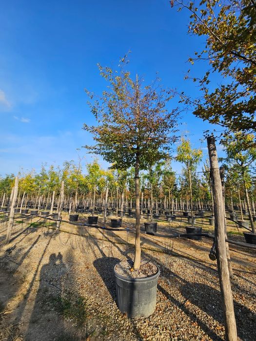 Tei Platan Frasin catalpa mesteacăn salcâm