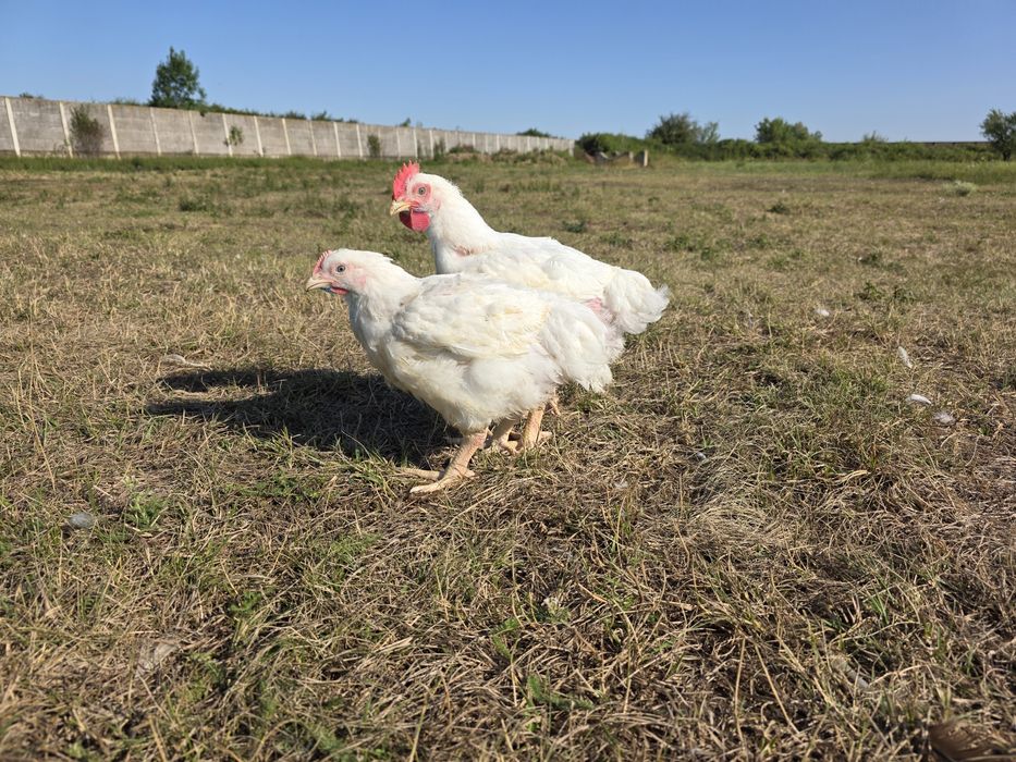 Vand pui de carne de 10 saptamani Trimit in Tara!!