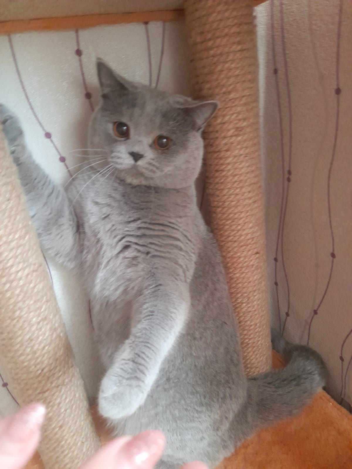 Кот британец ищет кошечку для вязки