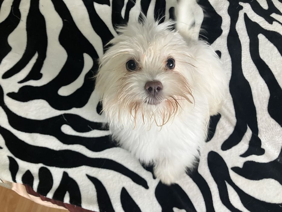 Cățeluş bichon maltez