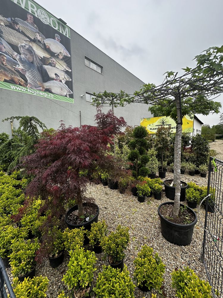 Tuia/Leylandy/artar/bonsai