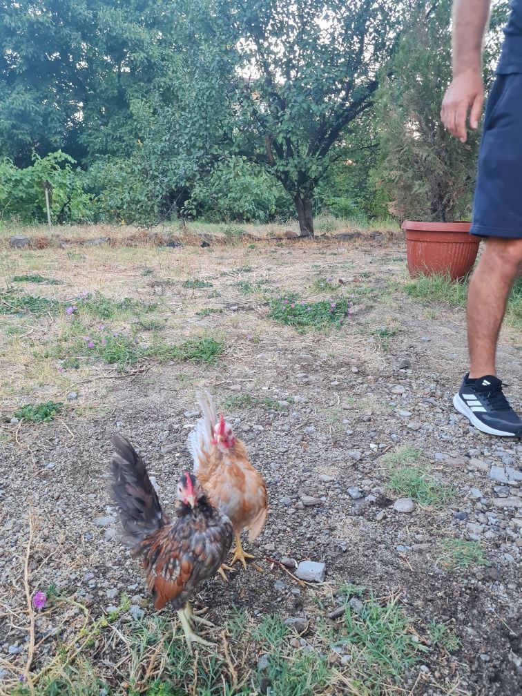 Продавам млади серами