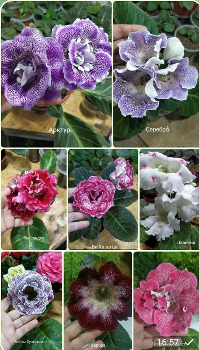 Укоренные листочки глоксиний.