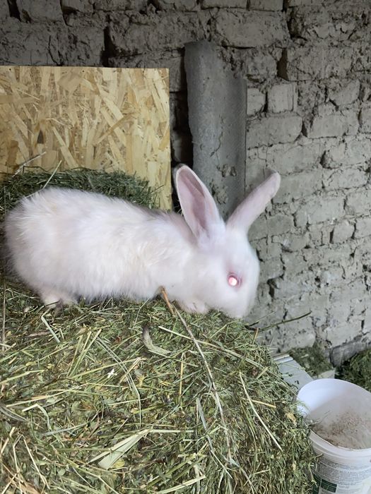 Коян. Кролик. Кролчата. Кролики.