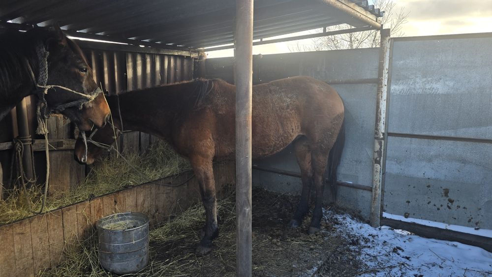 Продам лошадь 3 года на откорме