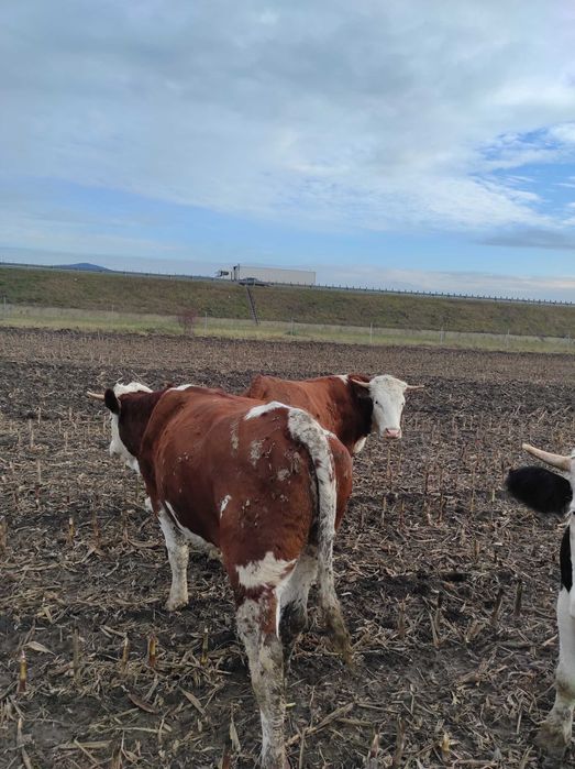 4 Vitele de vazare la 350 kg