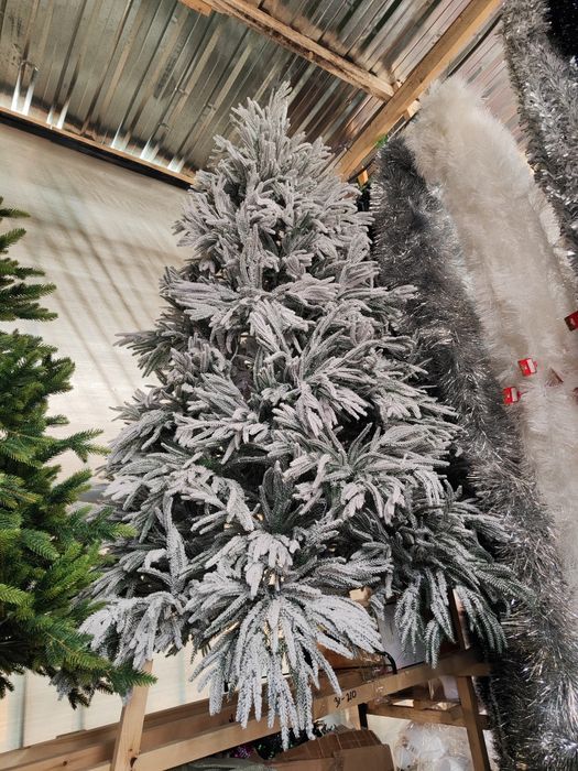 Qorli archa arzon narxlarda