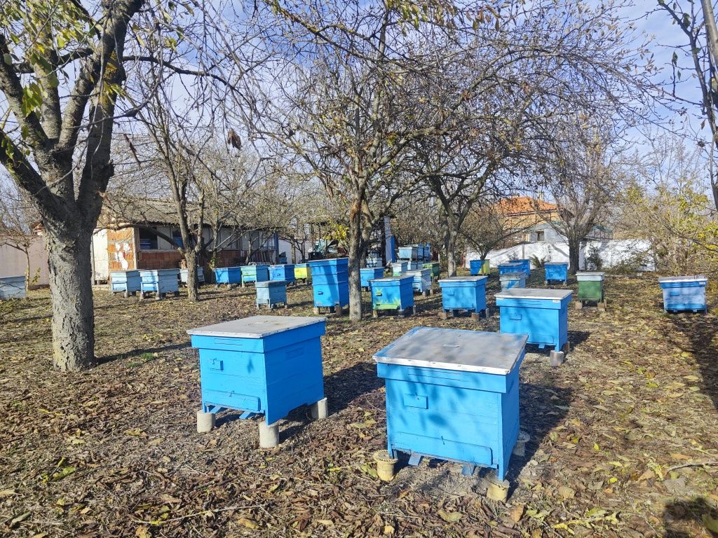 Стари пчелни кошери