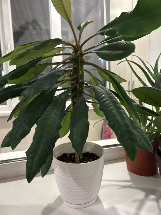 Комнатное растение