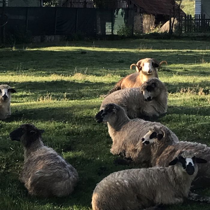 De vânzare 7 oi cu lapte si un berbec de prasilă de anul trecut