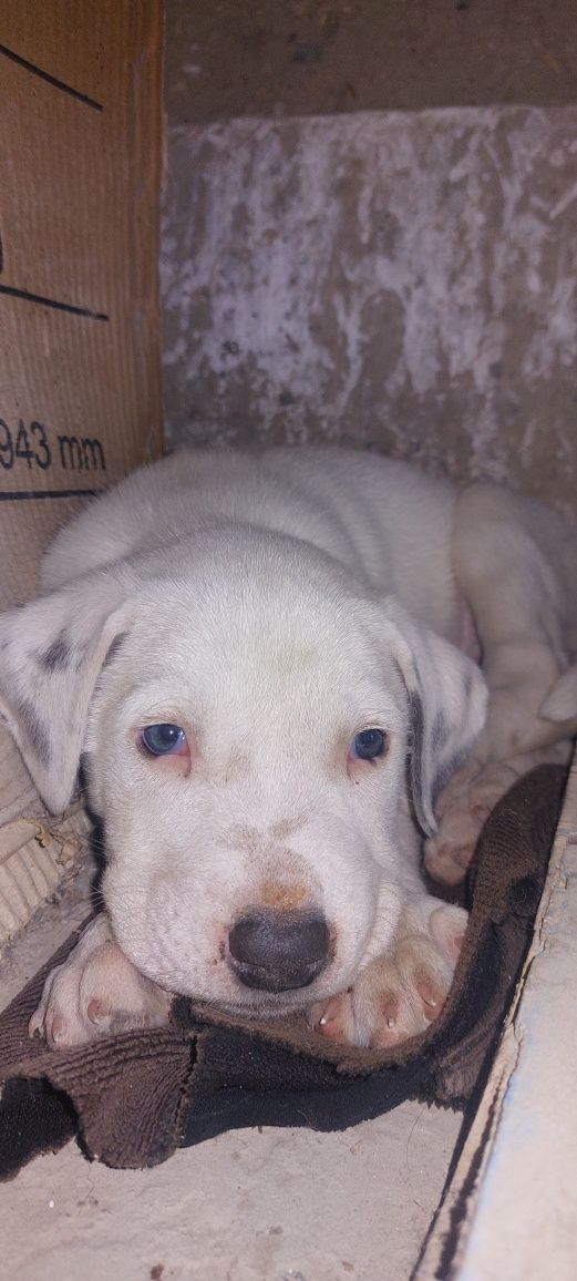 2 oylik pitbul kuchuk, sog'lom it