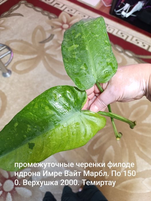 Срезы разных растений и отростки .