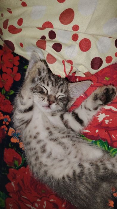 Bepulga beriladi  2 yarm oylik Onasi Scottish Fold Otasi Noma'lum