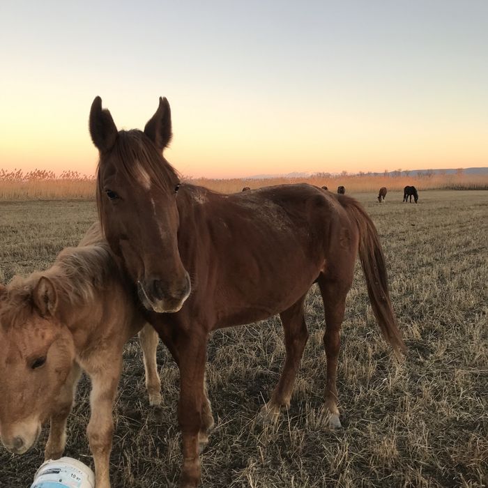 Бие  6 жасар жуас мінгі