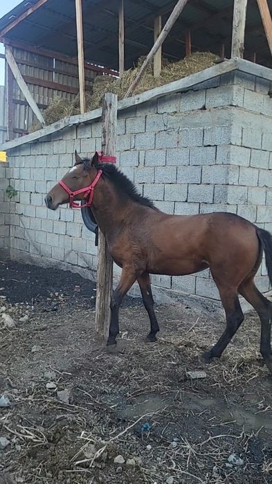 Продам коня полтарашка