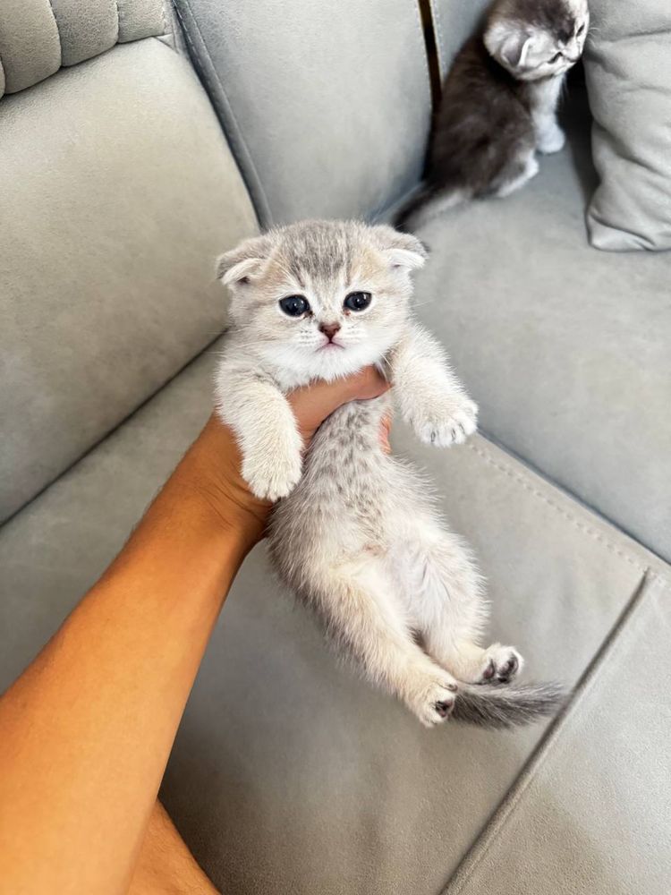 продается котята лю