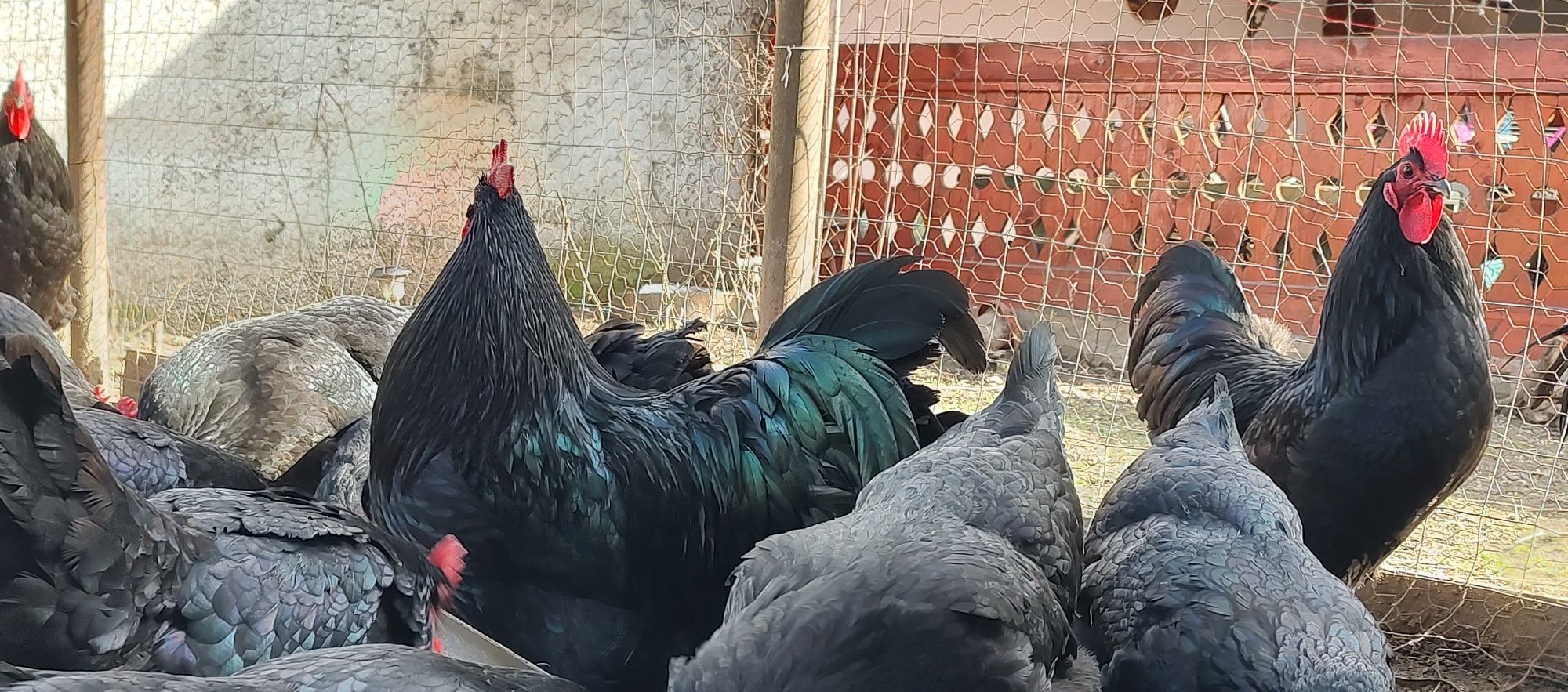 Ouă incubat Australorp negru.