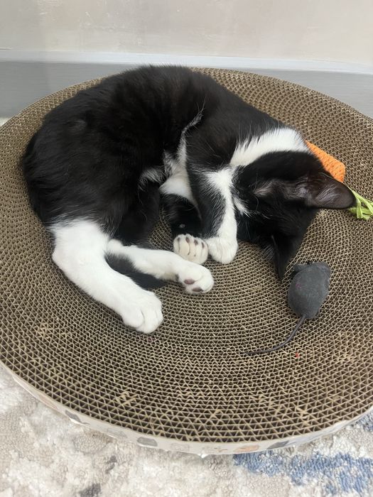 Отдам котенка 2.5 м