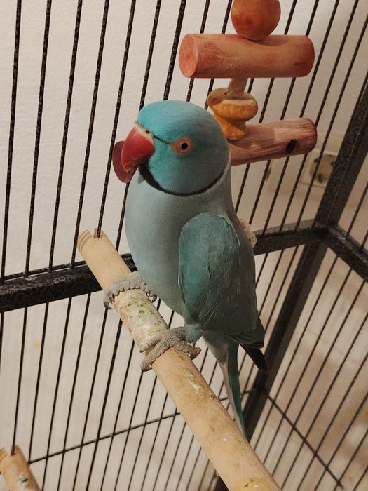 Vând papagal micul Alexandru albastru
