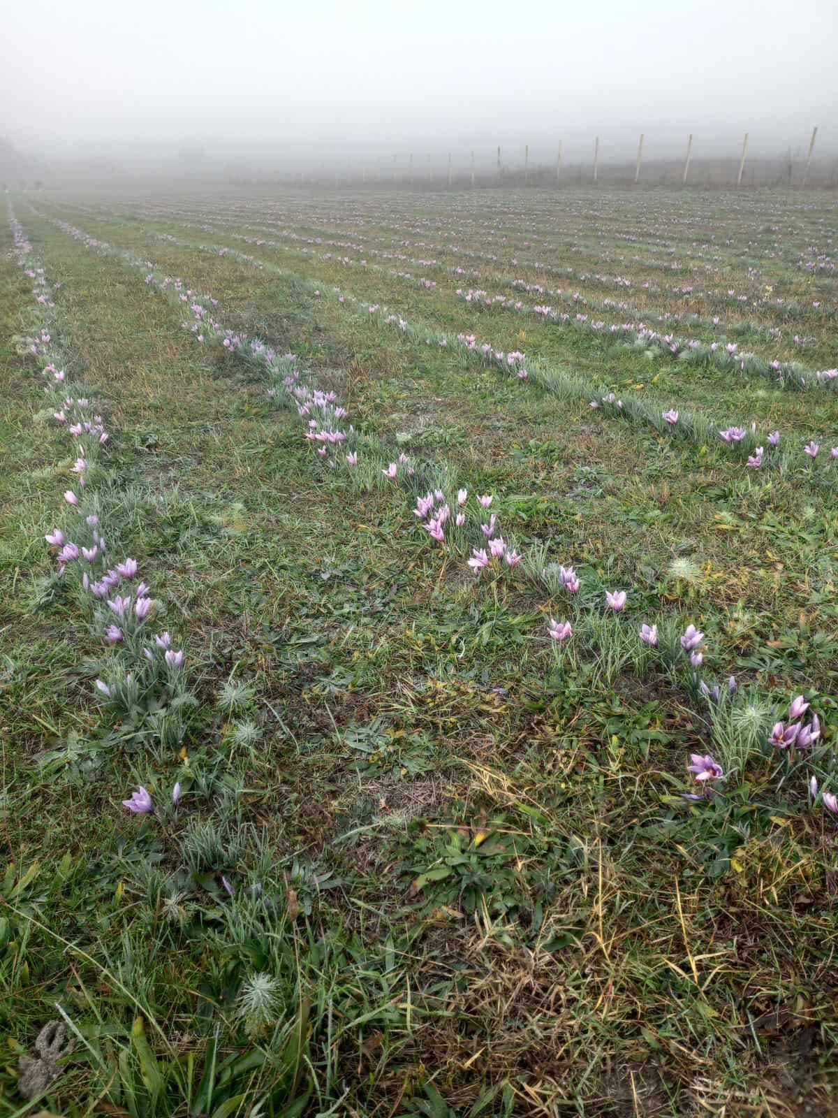 85 Lei/kg Bulbi de Sofran Crocus Sativus din luna Mai Transport inclus