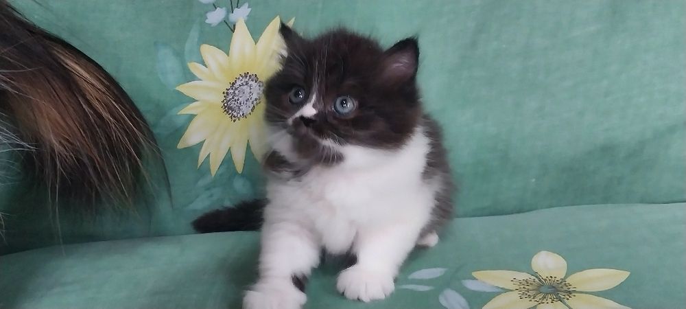 Скоттиш фолд хейланд  Скоттиш страйт хейланд