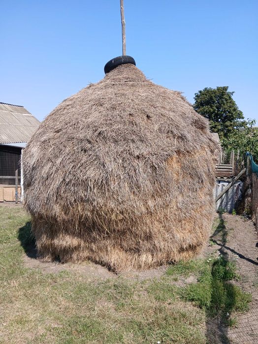 Vând o oaie și baloți fân