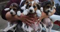 Cățeluși Beagle superbi