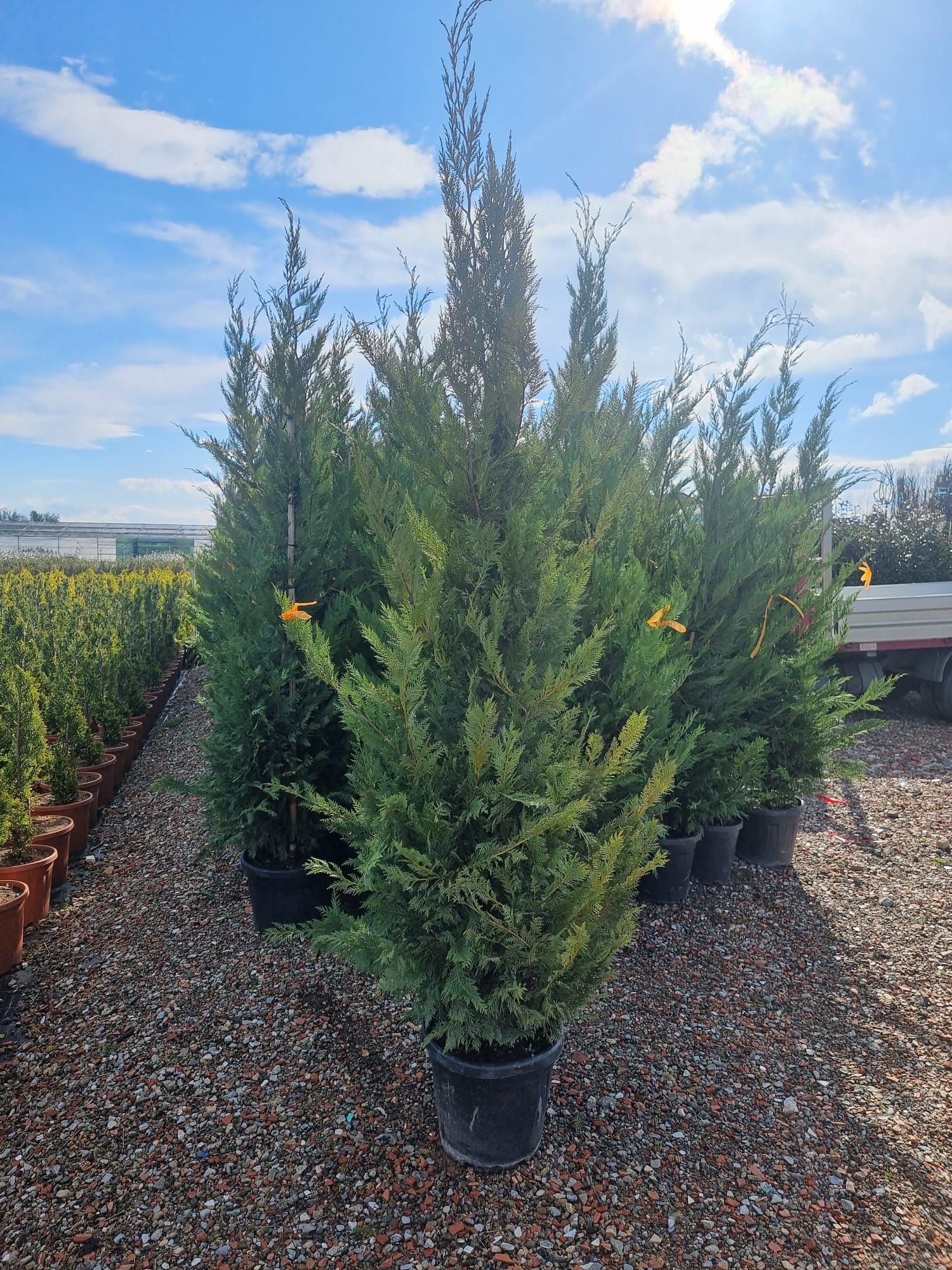 Leylandi pon pon- spirale- globulari- photinia