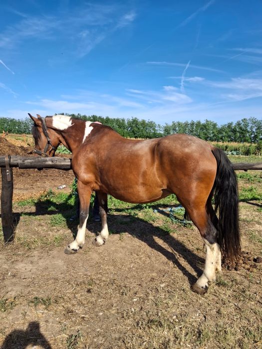 Vand iapa pinto gestanta