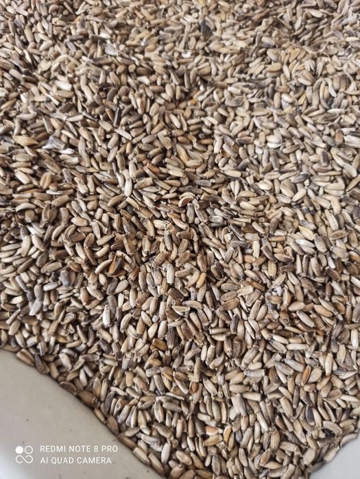 Семена расторопши,шрот,жмых расторопши