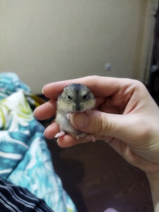 Хомячки джунгарики