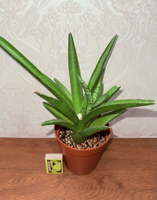 Сансевиерия, комнатные растения, комнатные цветы
