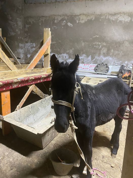 Продается лошадь