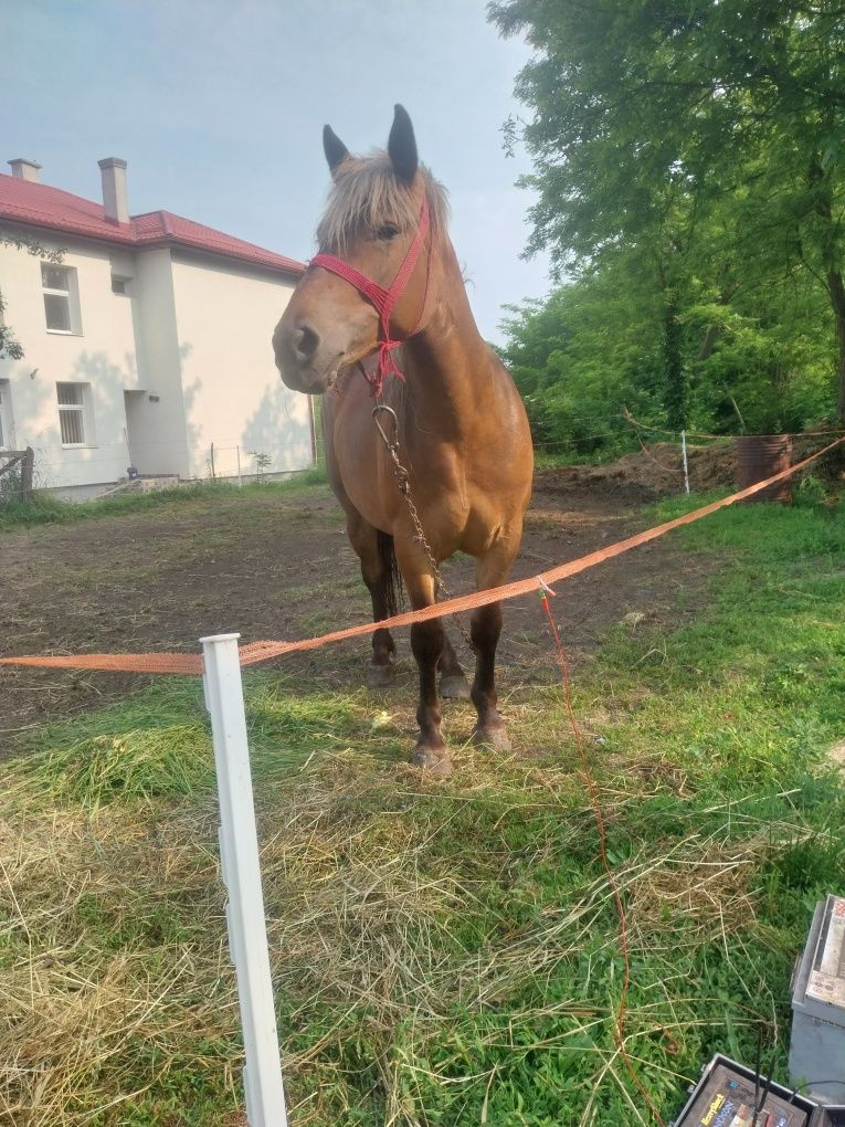 Manză de vanzare