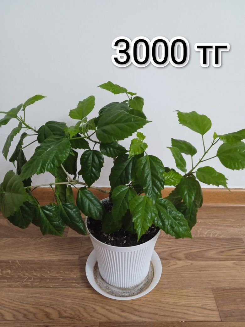 Комнатные цветы растения