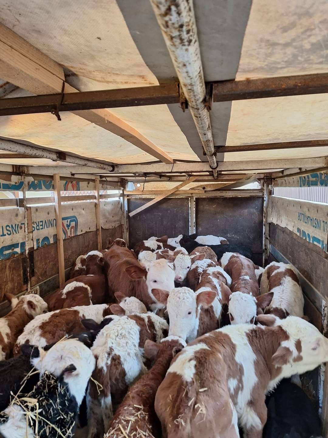 Vand viței de rasă asigur transport!
