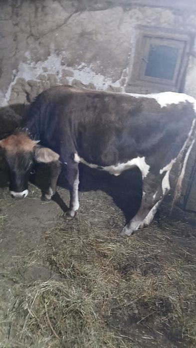 Vând o jurincă de 9 luni