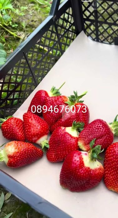 Продавам разсат ягоди