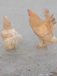 Продам свежие яйца породы брама для разведения цыплят
