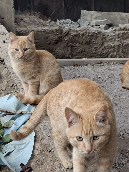Отдам котят в добрые руки