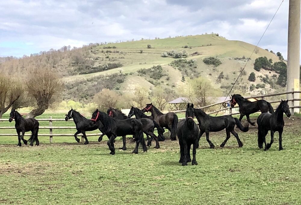 Iapa Friesian iepe Frizian