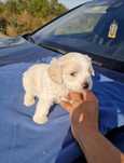 Bichon havanez/frise