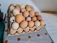 Se vinde oua de austropus original 5 lei ofertă specială